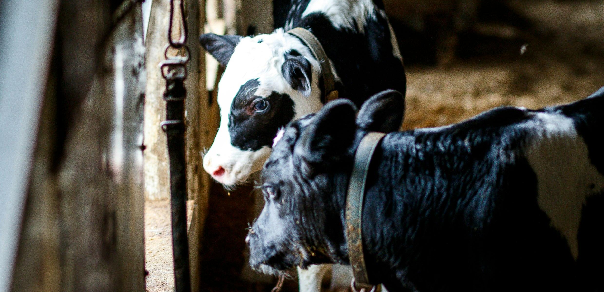 Dairy cows in a barn that practices manure management in regenerative agriculture