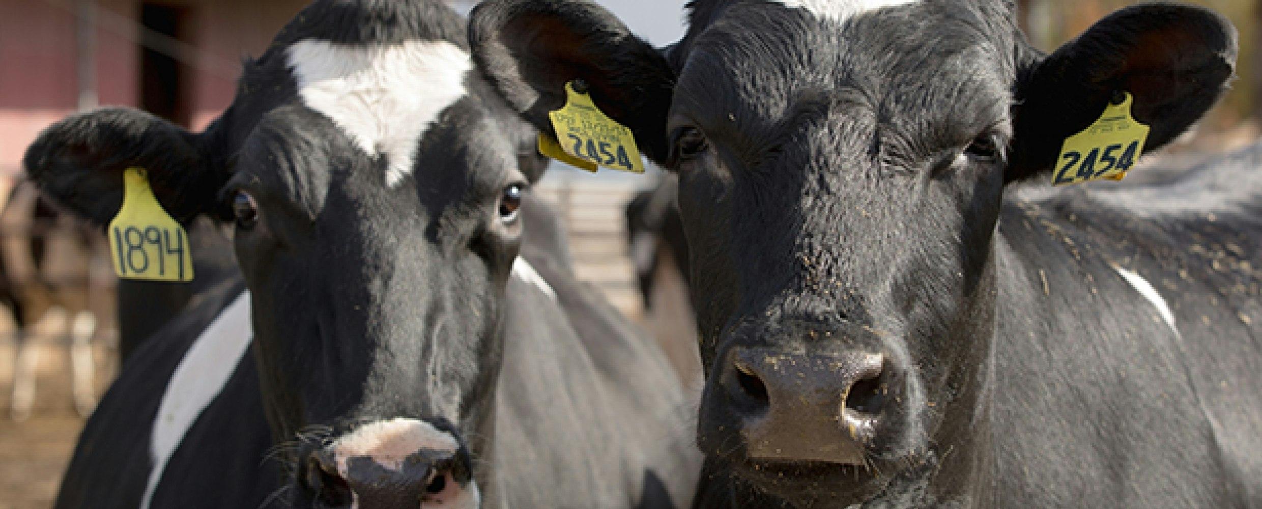 Dairy cows ion a farm that practices manure management in regenerative agriculture