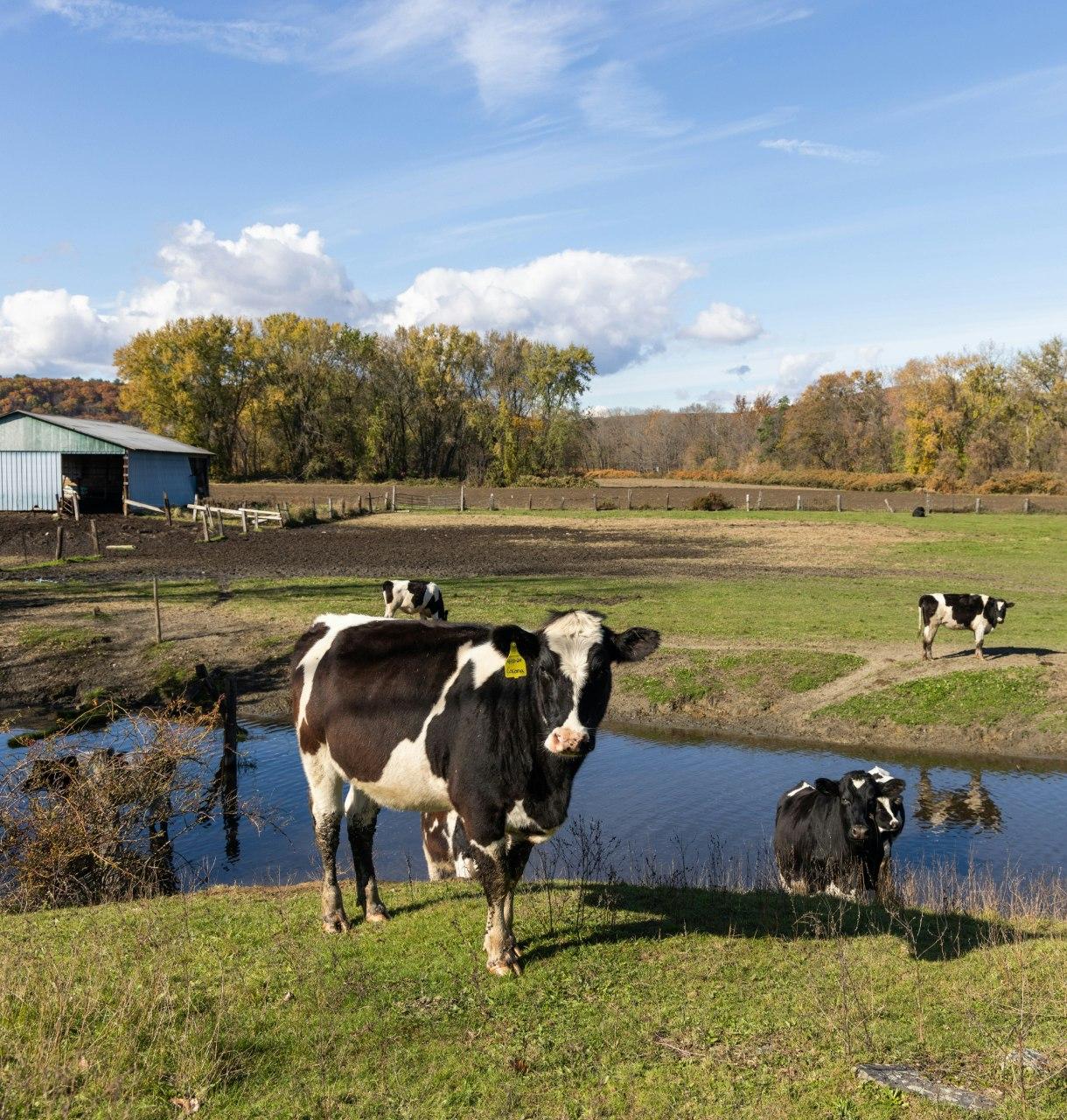 Dairy cows on a farm that practices manure management in regenerative agriculture