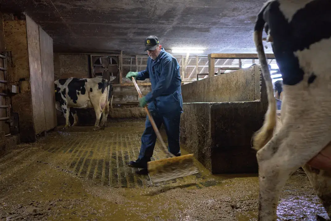 Steve Barstow shovels manure, which will be moved into a chute, to be delivered to the anaerobic digester. David Degner