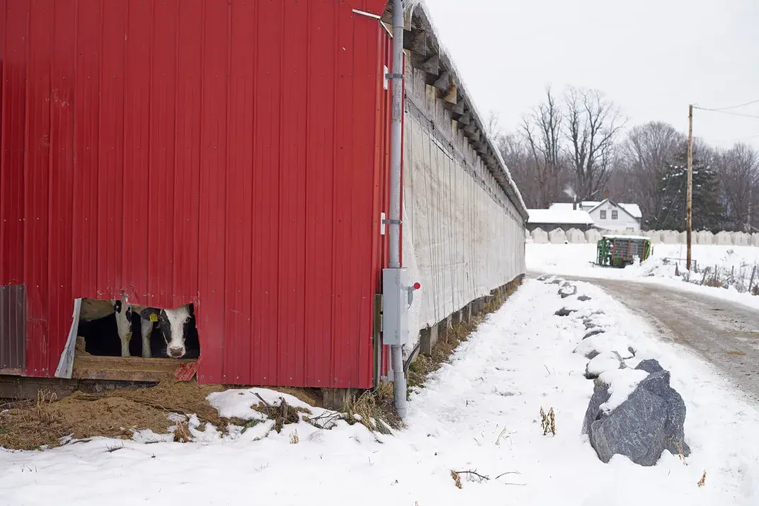 A cow peeks through a hole in a barn at the Goodrich Farm in Salisbury, Vermont. The dairy farm is home to the largest anaerobic digester in the Northeast, turning food waste and cow manure into methane-powered electricity and fertilizer. David Degner