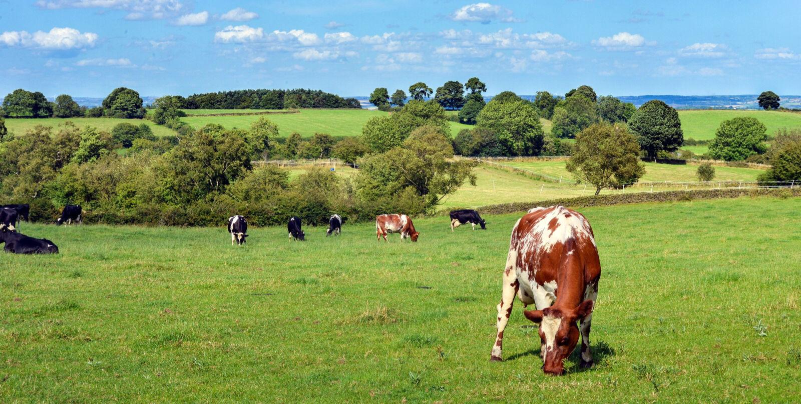 Cows in field