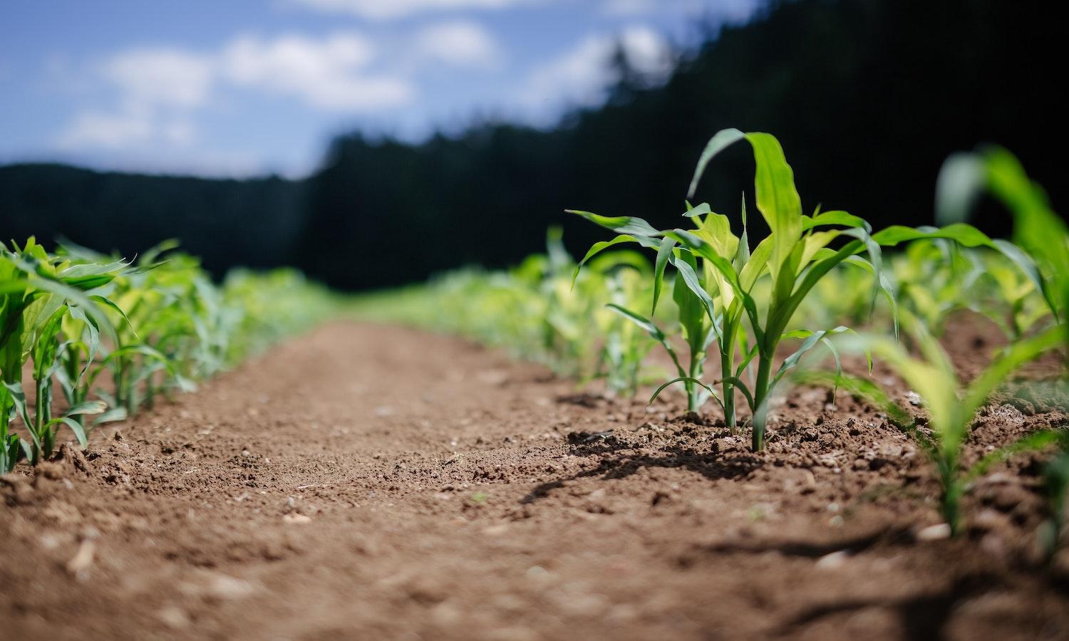 Vegetables sprouting from soil